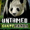 Untamed Giant Panda